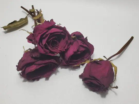 Red Rose with Stem Dried - In Spyrit Metaphysical