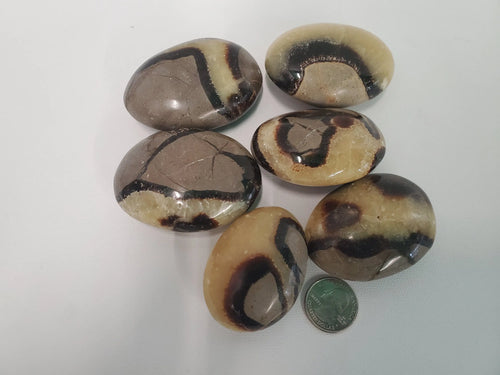 septarian Septarian Palm Stones - Confidence, Patience, Strength In Spyrit Metaphysical
