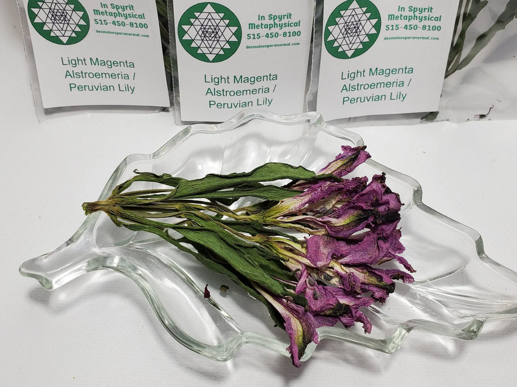 alstroemeria flower Alstroemeria Flower (Peruvian Lily) - Light Magenta - Devotion, Support, Follow Your Dreams, Friendship In Spyrit Metaphysical