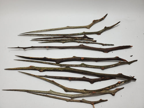 Black Locust Wand - Scribing, Passion, Strength In Spyrit Metaphysical