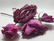 Load image into Gallery viewer, Dried Purple Rose Stem Dried Purple Rose Stem - Love, Psychic Powers, Healing In Spyrit Metaphysical
