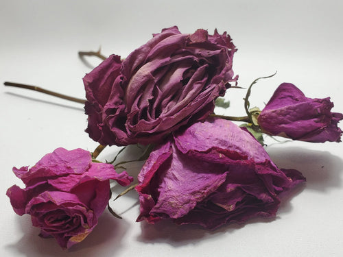 Dried Purple Rose Stem Dried Purple Rose Stem - Love, Psychic Powers, Healing In Spyrit Metaphysical