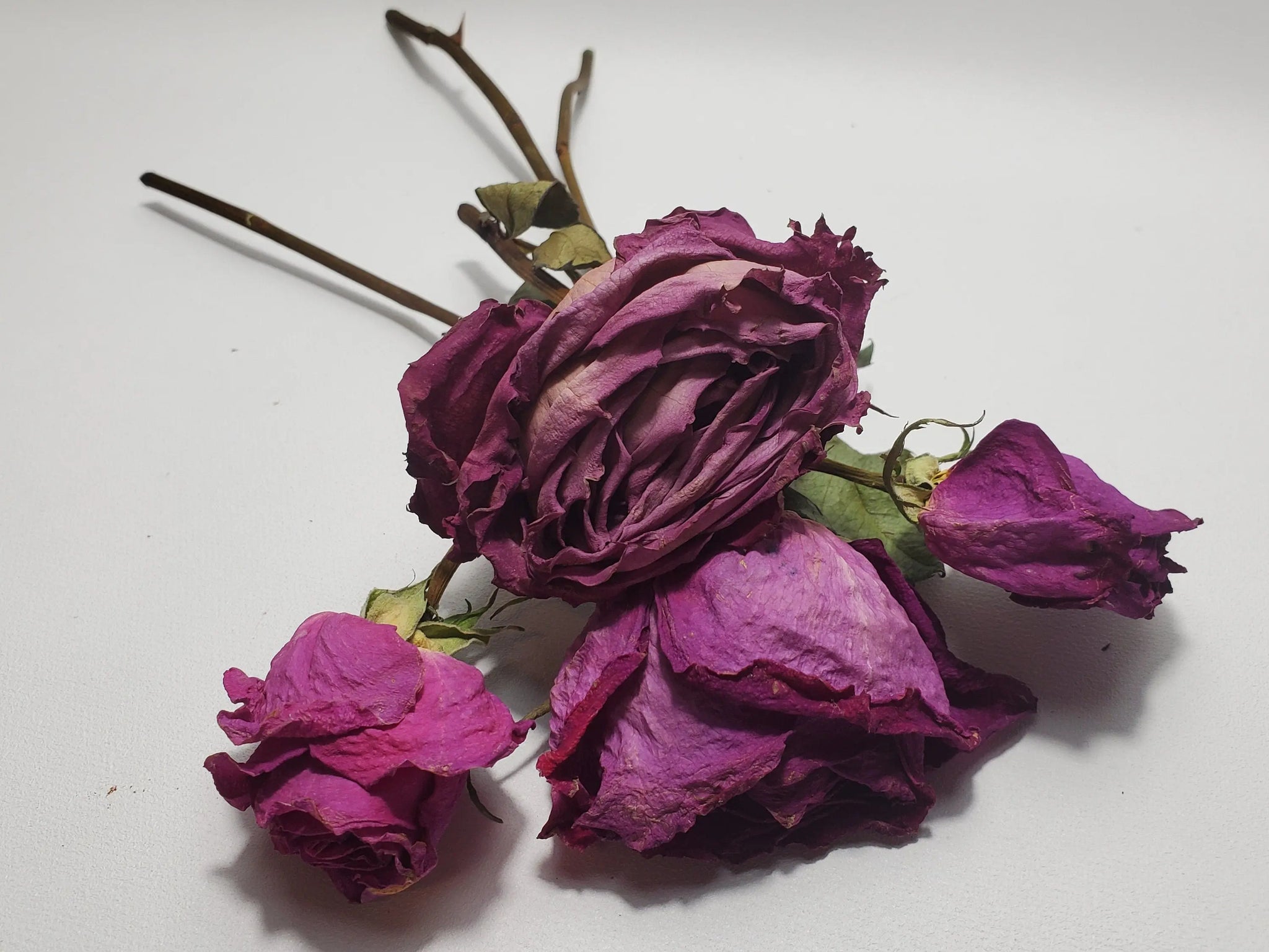 Red Rose with Stem Dried - In Spyrit Metaphysical