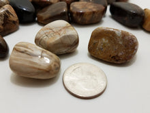 Load image into Gallery viewer, Petrified Wood Petrified Wood In Spyrit Metaphysical
