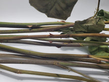 Load image into Gallery viewer, Rose Stems Dried - Love, Psychic Powers, Healing, Love Divination

