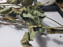 Load image into Gallery viewer, Rose Stems Dried - Love, Psychic Powers, Healing, Love Divination
