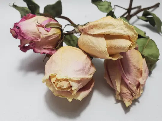 Rosebuds Rosebuds with Stem, Pink and Purple - Love, Psychic Powers, Healing In Spyrit Metaphysical