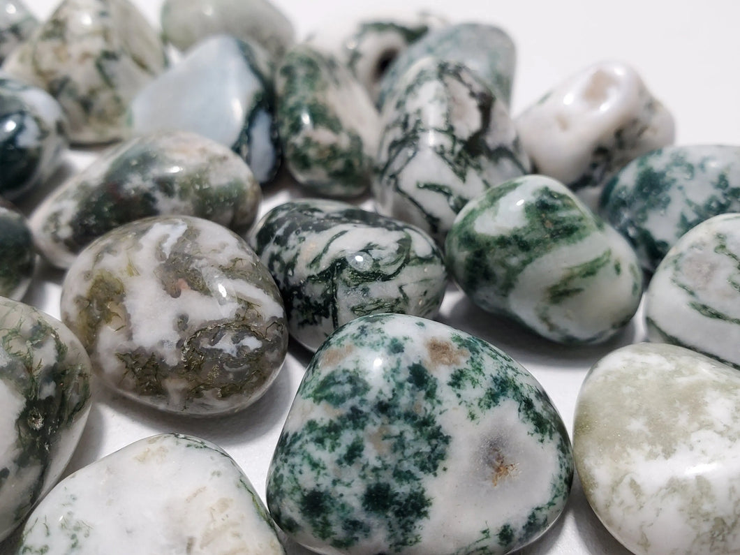 Tree Agate Tree Agate In Spyrit Metaphysical